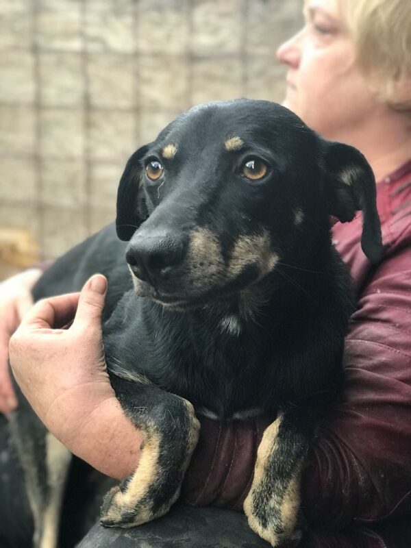 LOTTIE - reserviert Betty - vermittelt – Bild 2