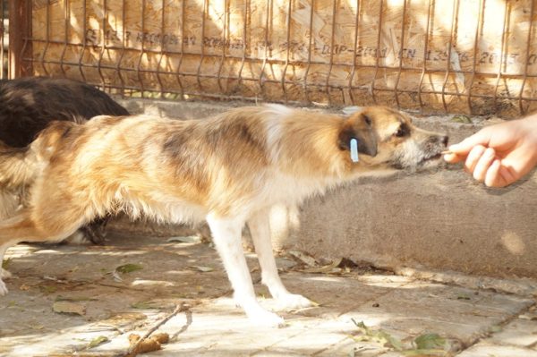 SALIMA - reserviert Lorraine - vermittelt – Bild 4
