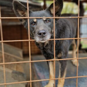 MILOU - reserviert TH Burgdorf vermittelt