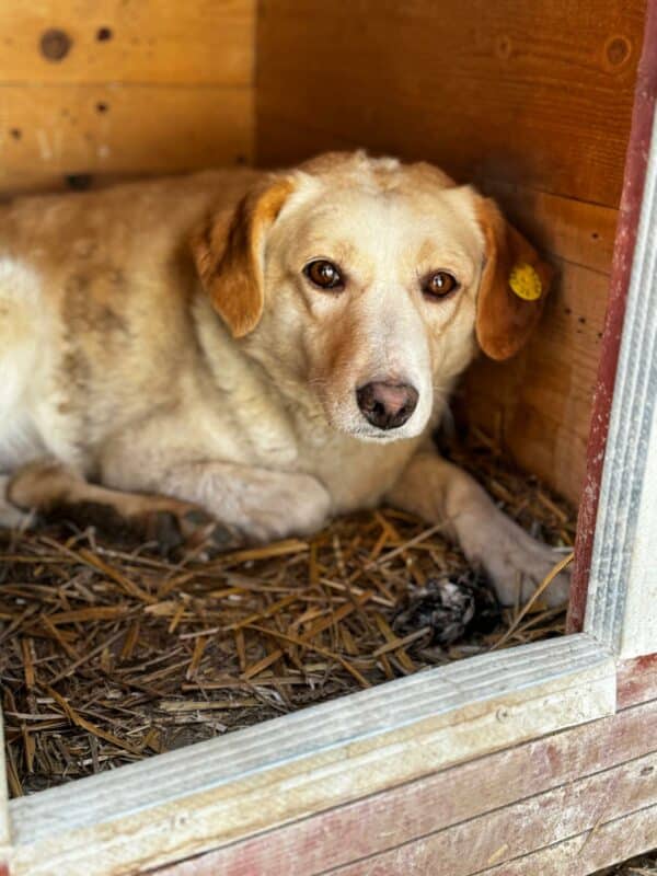 KALIMERA (♀) - seit mind. 2018 im Shelter - reserviert Tierhilfe Lebenswert DR - vermittelt – Bild 2