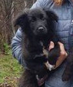 PIFF - reserviert Hundescheune Fläming - vermittelt