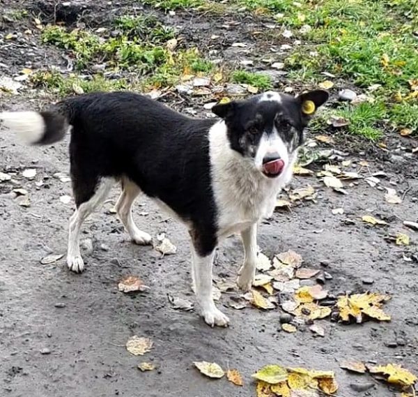 TSUKI - reserviert Tierhilfe Lebenswert DR - vermittelt – Bild 3