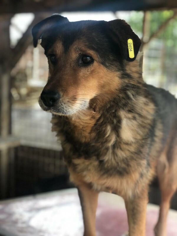 CALLI (♂) - seit mindestens 2019 im Shelter – Bild 17