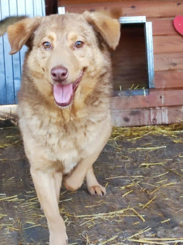 COPPER (♂) - RBB 04/25 – Bild 12