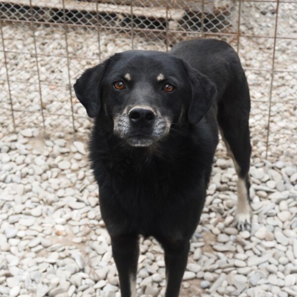 THEODOR (♂) - seit mindestens 2016 im Shelter - ausgereist zur Tierhilfe Lebenswert DR 17.01.2025 – Bild 4