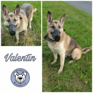 VALENTIN - Gnadenplatzhund seit dem 28.04.2017 - RBB 05/2025