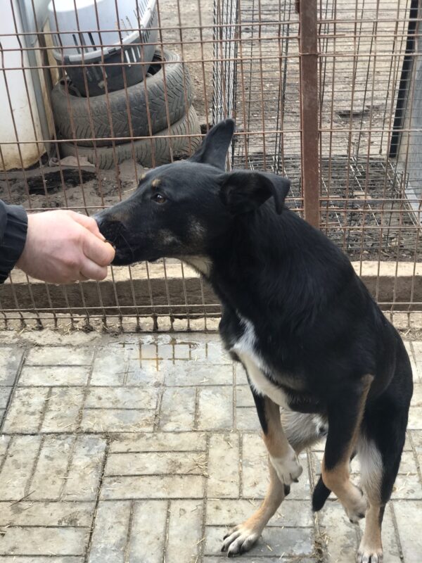 NEWTON - reserviert 4animals vermittelt – Bild 13