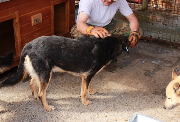 JOSCHO (♂) - hat Krebs, verbleibt in Campina – Bild 13