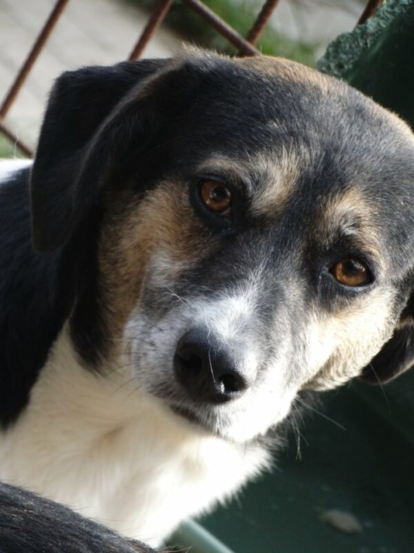 LOTTCHEN (LUISA) (♀) – Bild 12