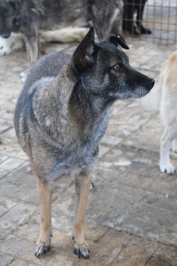 MARGO (♀) - als PDR GPH auf PDR PS (NE) – Bild 3