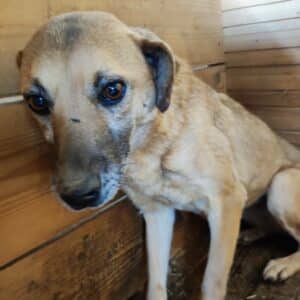 ABBY (SENTA MARUSHA) - war seit 2016 im Shelter - jetzt auf PDR PS im PLZ Bezirk 58 - vermittelt