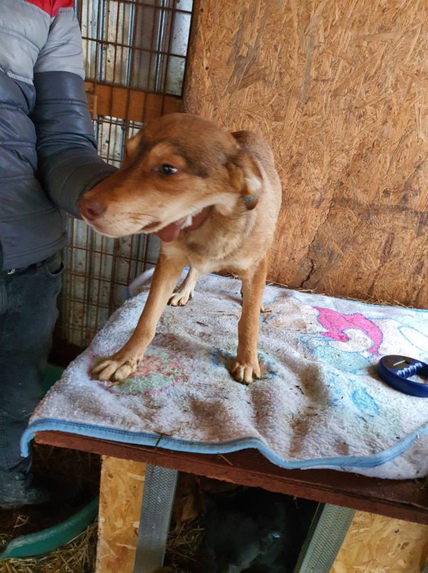 CHAMP - reserviert TH Ahrweiler - vermittelt – Bild 4