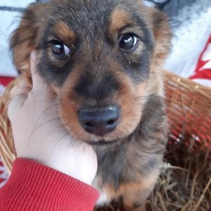 SURIO - reserviert TH Gifhorn (NadineZ) - vermittelt