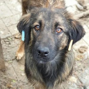 AILINA - reserviert (Sasi) - vermittelt