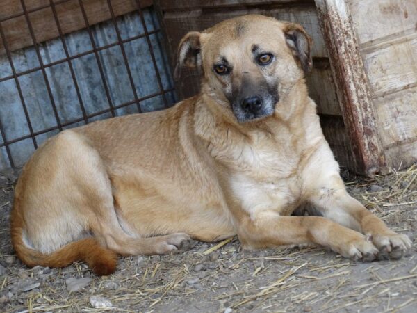 ABBY (SENTA MARUSHA) - war seit 2016 im Shelter - jetzt auf PDR PS im PLZ Bezirk 58 - vermittelt – Bild 10