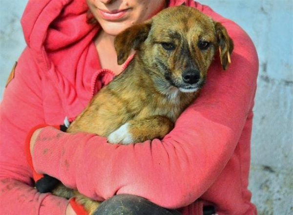 EDINO - reserviert Second Chance Dogs - vermittelt – Bild 4