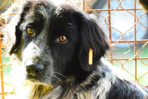 OLAV - reserviert Tierhilfe Lebenswert DR - vermittelt – Bild 2