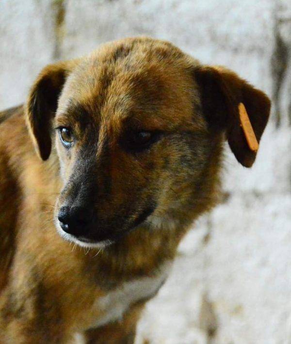 EDINO - reserviert Second Chance Dogs - vermittelt – Bild 3