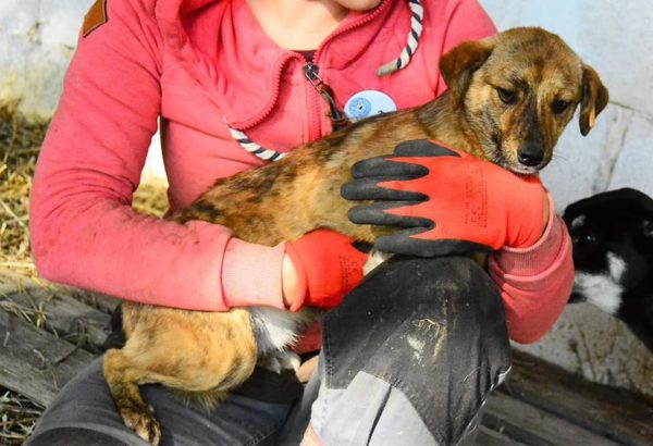 EDINO - reserviert Second Chance Dogs - vermittelt – Bild 5