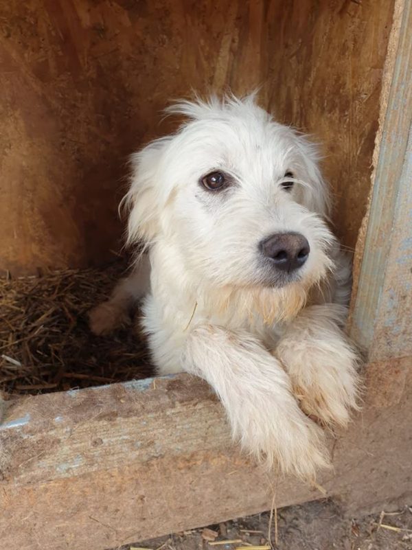 PIET - reserviert Tierhilfe Lebenswert DR - vermittelt – Bild 2