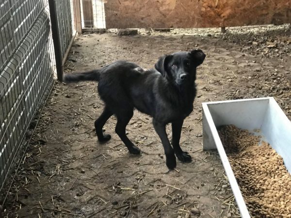 PINTO - reserviert Lorraine - vermittelt – Bild 4