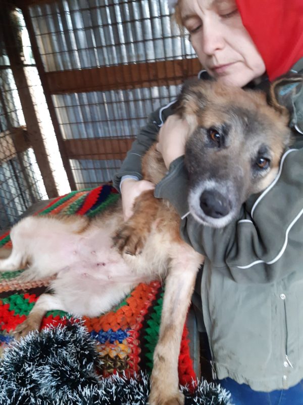 KIRA - reserviert 4animals - vermittelt – Bild 4