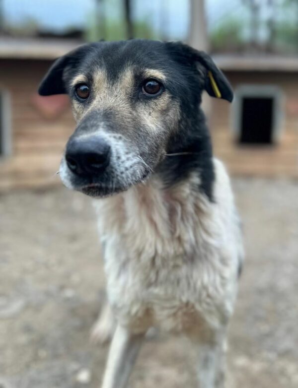 BALKO (♂)- seit mindestens 2019 im Shelter – Bild 4