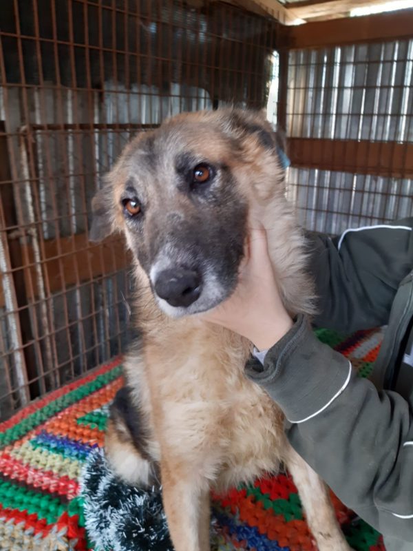 KIRA - reserviert 4animals - vermittelt – Bild 5