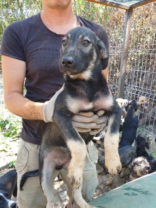 RANGO - seit 2019 im Shelter - ausgereist zu Tiere brauchen Freunde – Bild 15
