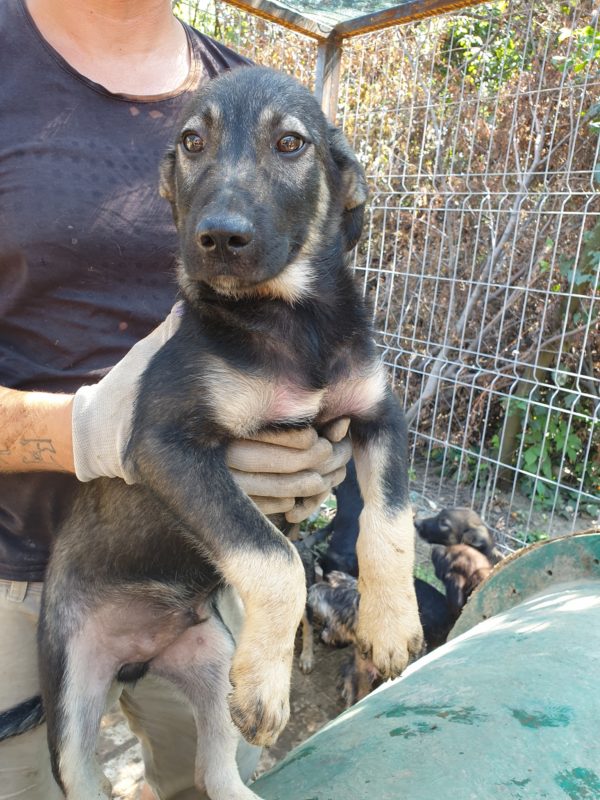 RANGO - seit 2019 im Shelter - ausgereist zu Tiere brauchen Freunde – Bild 16