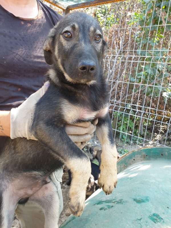 RANGO - seit 2019 im Shelter - ausgereist zu Tiere brauchen Freunde – Bild 14