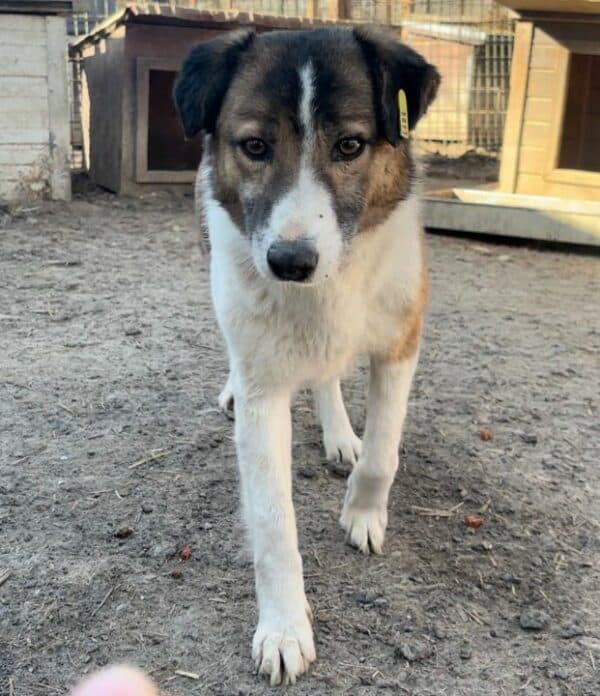 MAXXIEN (♀) - seit 2019 im Shelter – Bild 4