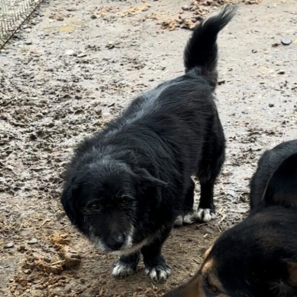 MARAKI (♂) - ausgereist zu Wir für Hunde in Not e.V. – Bild 4