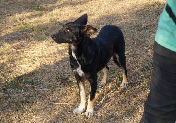 NEWTON - reserviert 4animals vermittelt – Bild 5