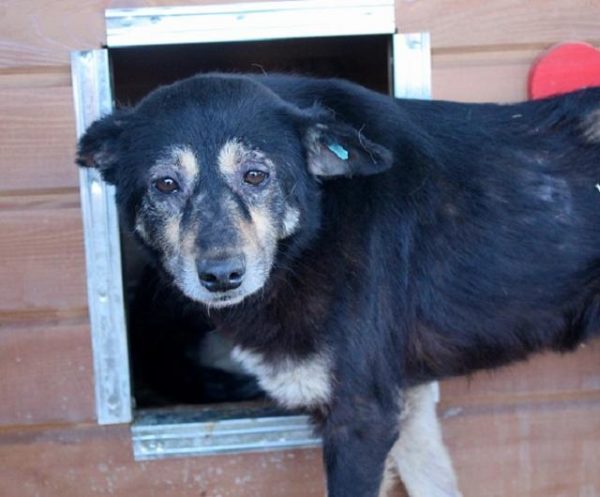 ONYX - Notfall - reserviert Lorraine - vermittelt – Bild 2