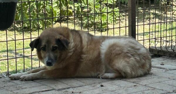 NINO (♂) - seit mindestens Mai 2018 im Shelter – Bild 4