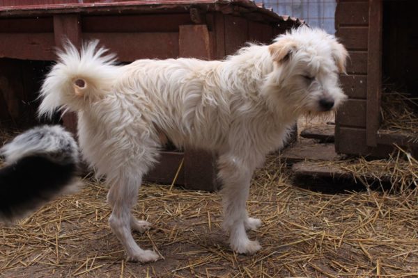 PIET - reserviert Tierhilfe Lebenswert DR - vermittelt – Bild 6