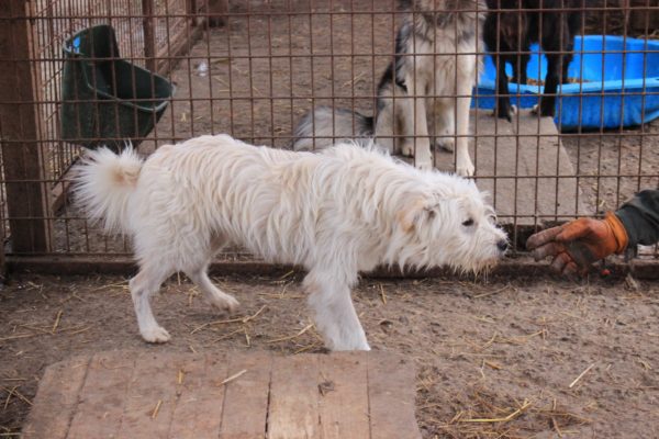PIET - reserviert Tierhilfe Lebenswert DR - vermittelt – Bild 5