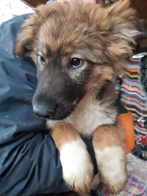 ELLIE - reist auf PS 79639 - SE - vermittelt – Bild 2