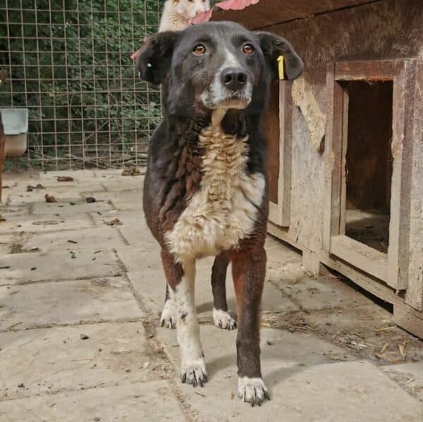 SYLVIA (♀) – Bild 9