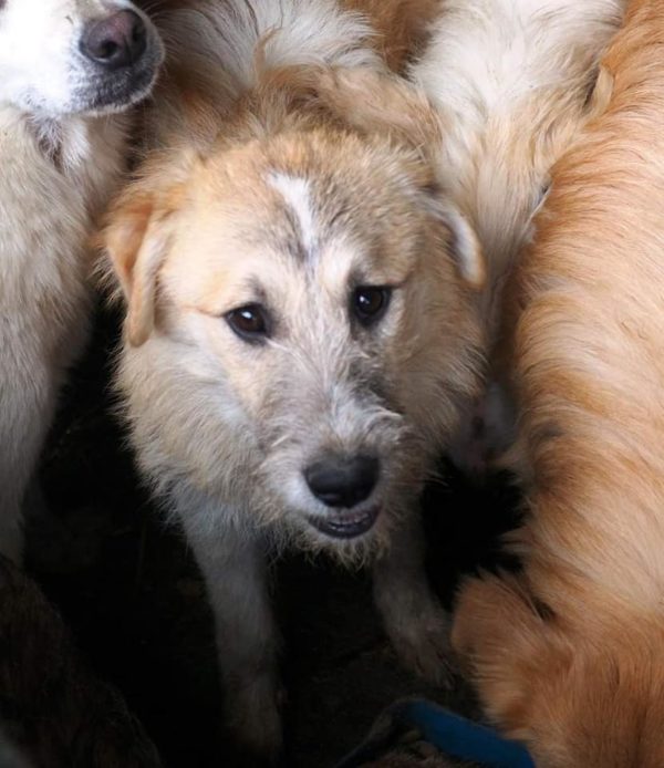 KOVU - reserviert Tierhilfe Lebenswert DR - vermittelt – Bild 3