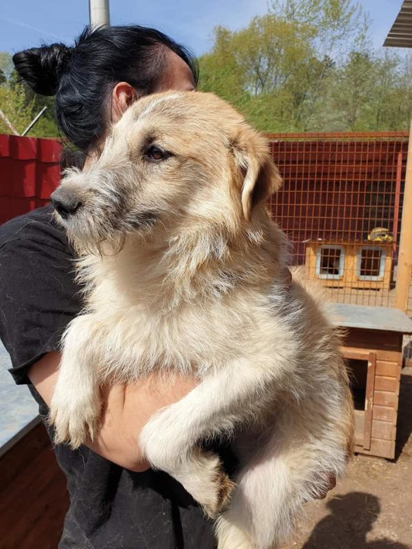 KOVU - reserviert Tierhilfe Lebenswert DR - vermittelt – Bild 4