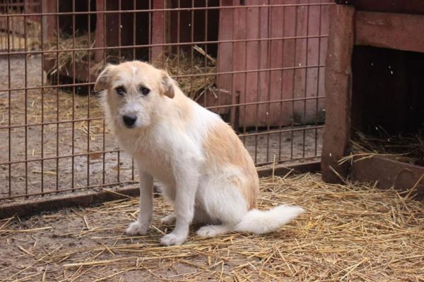 KOVU - reserviert Tierhilfe Lebenswert DR - vermittelt – Bild 2