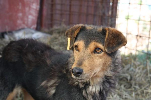 TIPONI - reserviert Tierhilfe Lebenswert DR - vermittelt – Bild 5