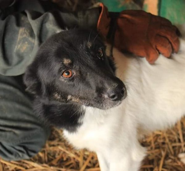 SITA - reserviert Tierhilfe Lebenswert DR - vermittelt – Bild 2