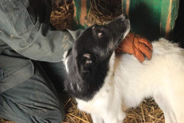 SITA - reserviert Tierhilfe Lebenswert DR - vermittelt – Bild 3