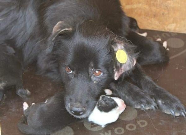 LYAH - reserviert Tierhilfe Lebenswert DR - vermittelt – Bild 2