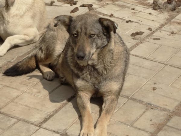 GRISELLA - reserviert NadineH - vermittelt – Bild 4