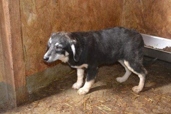 KATTY - reserviert Anna (TR/HU) 13.03 - vermittelt – Bild 4