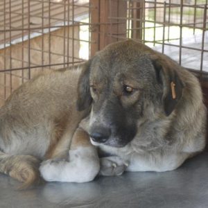 AIOLI - reserviert Tierhilfe Lebenswert DR - vermittelt